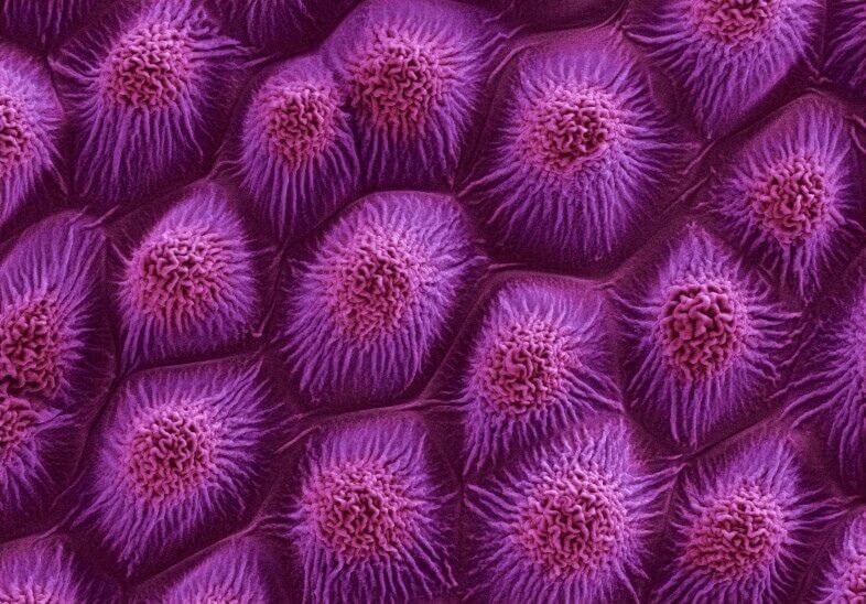 Saffron under microscope